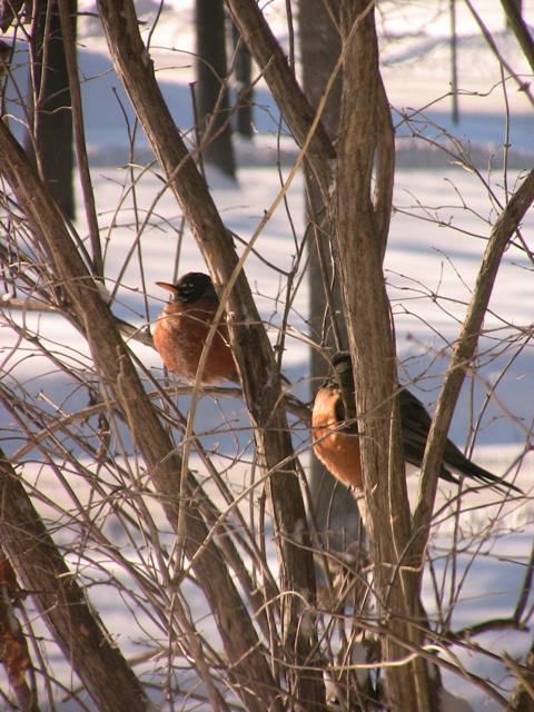 2_birds_web_592867288.jpg