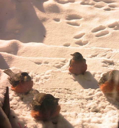 birds_onstep.webJPG_854177708.jpg