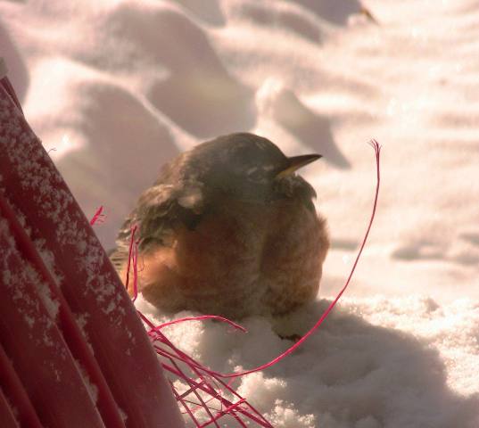 cold.web_JPG_413372915.jpg